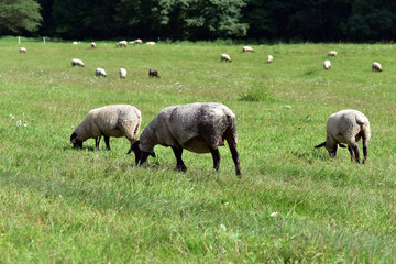 Obraz na płótnie Canvas A flock of Sheep, Cesky Raj, Bohemia, Czech Republic