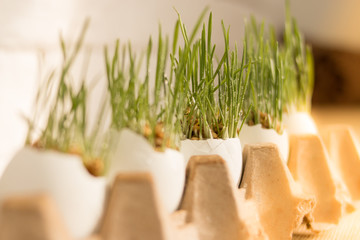 The fresh green grass with water drops in white egg shell. Easter or nowruz concept.