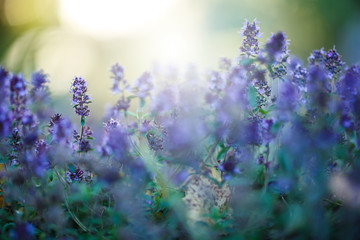 Spring. Nature. Meadow lilac flowers in sunny field in morning sunlight. Freshness