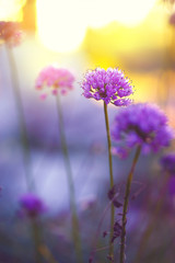 Nature lilac beautiful wild flowers. Macro photo of beautiful plants in summer field outdoor. Photo with warm yellow orange red colors. Macro