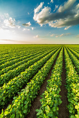 Green ripening soybean field, agricultural landscape