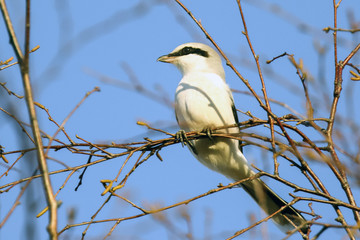 Great Grey in the tree