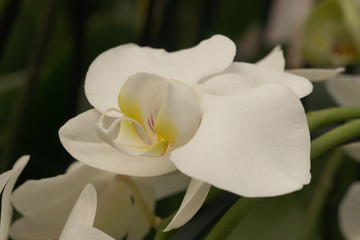 Butterfly Orchid. Feast, cymbidium