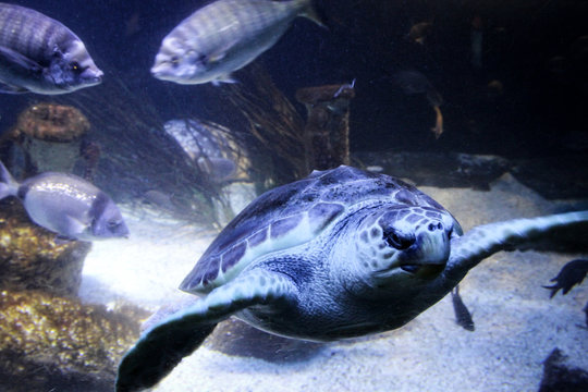 Meeresschildkröte im Wasser