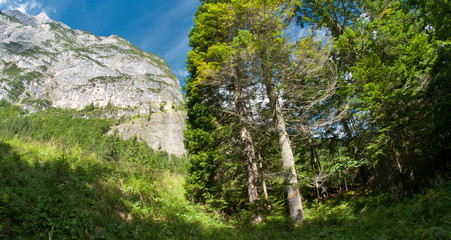 Dolomites Woods, Italy