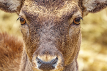 Front view closeup of deer head