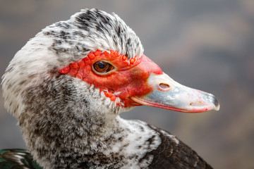 Profile of female duck head