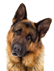 portrait of a German shepherd dog looking