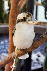 Kookaburra
