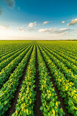 Green ripening soybean field, agricultural landscape