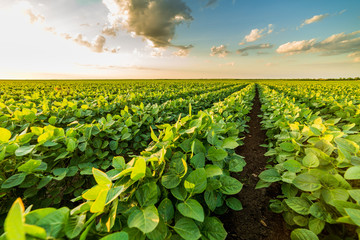 Green ripening soybean field, agricultural landscape