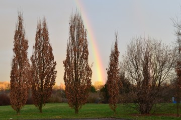 Tęcza nad drzewami w parku, zima © Ewa