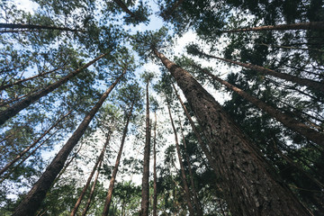 Fototapeta premium Upward view of pine forest in Doi Inthanon National Park, Thailand.