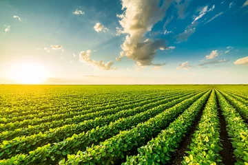 Foto op Plexiglas Groen rijpend sojabonenveld, agrarisch landschap © oticki