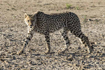 Fototapeta na wymiar Male Cheetah in Tiger Canyons Game Reserve in South Africa