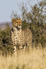 Male Cheetah in Tiger Canyons Game Reserve in South Africa