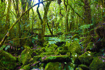 Jungle Mousse - Ile de la Réunion