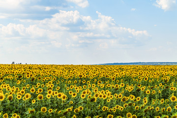 Blooming sunflowers field on a summer day. Agricultural landscape.