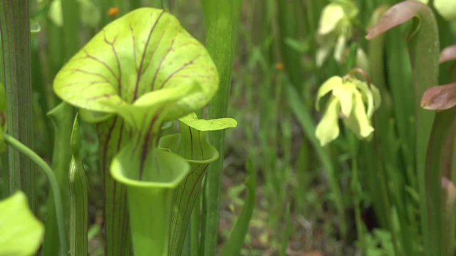 wasps flying around pitcher plants
