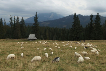 Tatry Wysokie, Polska -  wypas owiec na Rusinowej Polanie © Iwona