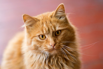 Fototapeta premium Red-headed cat