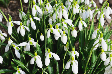 spring flowers of snowdrops