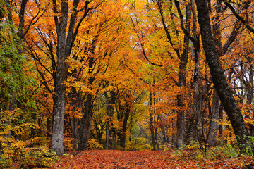 Path in the autumn golden forest