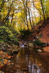 Obraz premium Autumn golden forest and small river