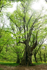 Obraz premium tall tree in the spring forest