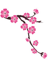 Branch of cherry blossoms on a white background in the drawing