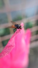 a fly in a pink flower