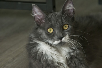 Young gray female cat lying on wooden floor