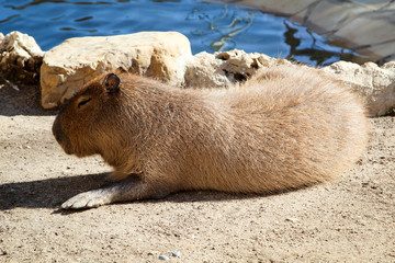 Capybara (Hydrochaeris hydrochaeris)