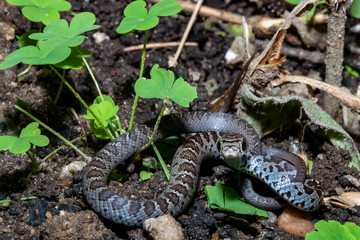 Juvenile Northern Black Racer (Coluber constrictor constrictor)