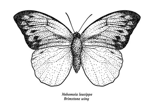 Hebomoia leucippe, brimstone wing, illustration, drawing, engraving, ink, line 

art, vector