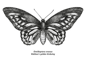 Ornithoptera croesus, Walalce's, golden birdwing, illustration, drawing, 

engraving, ink, line art, vector