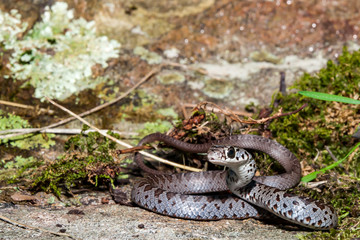 Juvenile Northern Black Racer (Coluber constrictor constrictor)