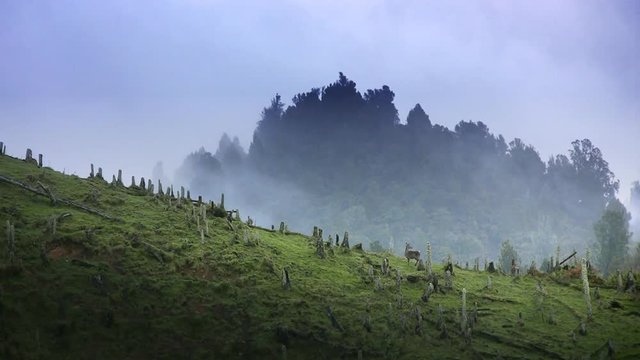 A huge mob of wild Red Deer running in early morning mist in New Zealand. Red Deer are hunted for sport in NZ, where they are a noxious pest. It is very rare to see this many together. 