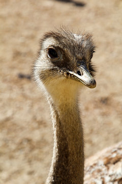 Portrait eines Strauß, Emu, Nandu