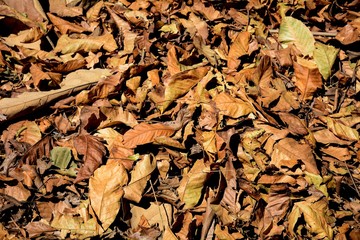 pile of brown dry leaves