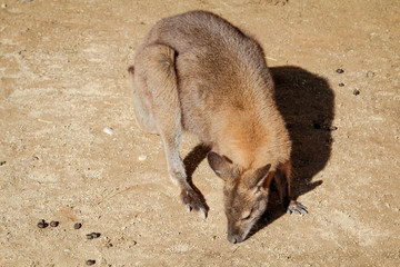 Känguru, Kängurus, Tier, Natur  © boedefeld1969