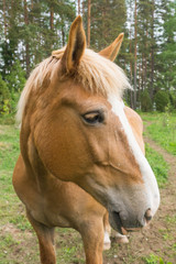 Obraz premium Portrait of a beautiful horse on the Korteniemi Heritage Farm that is located in the Liesjärvi National Park, Finland, Europe
