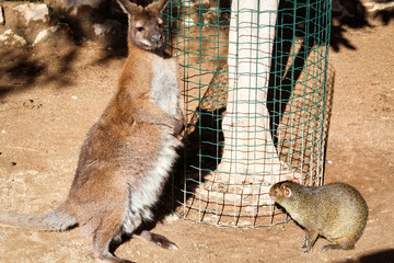 Känguru, Kängurus, Tier, Natur  © boedefeld1969