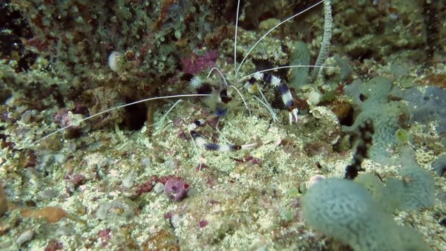 Banded cleaner shrimp, stenopus hispidus  swimming over corals of Bali, Indonesia