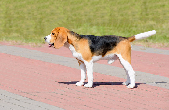 Beagle dog in profile.  The Beagle stands in the park.