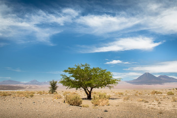 A tree in the middle of the desert