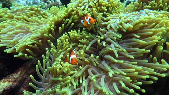 Ocellaris clownfish ( Aphiprion ocellaris ) or false clown anemonefish shelters itself among the venomous tentacles of a magnificent sea anemone ( Heteractis magnifica ), Bali, Indonesia