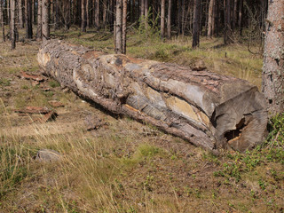 Fresh birch firewood on the ground with grass