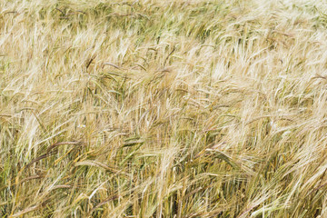 wheat field background