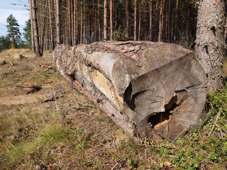 Fresh birch firewood on the ground with grass